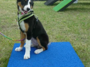 Dog Training Platform