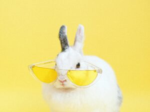 Lost Pet Recovery Network