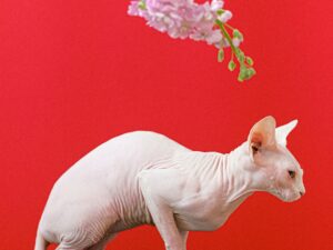 Veterinary Practice Management